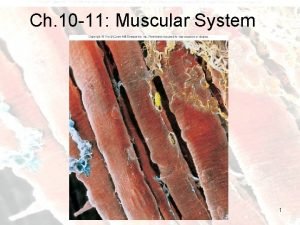 Skeletal muscle tissue structure