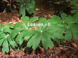 Leaves II Corn leaves show Kranz anatomy Photosynthesis