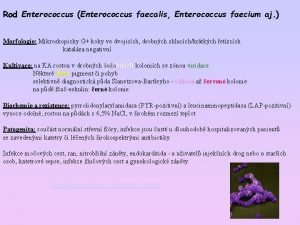 Rod Enterococcus Enterococcus faecalis Enterococcus faecium aj Morfologie