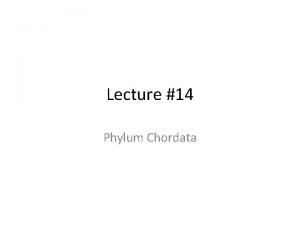 Outline classification of phylum chordata