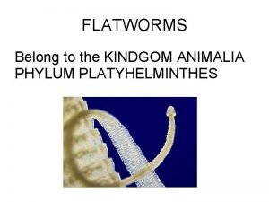 FLATWORMS Belong to the KINDGOM ANIMALIA PHYLUM PLATYHELMINTHES