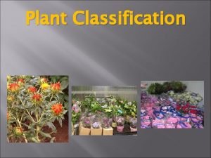 Plant Classification WHAT IS A PLANT Plants are