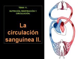 TEMA 11 NUTRICIN RESPIRACIN Y CIRCULACIN La circulacin