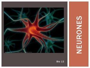 Bio 12 NEURONES RVISION NEURONE Neurones Les cellules