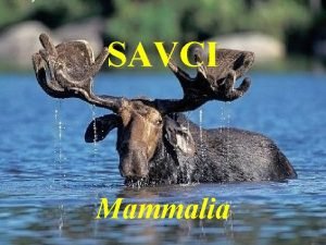 SAVCI Mammalia dajn star ne ptci od po