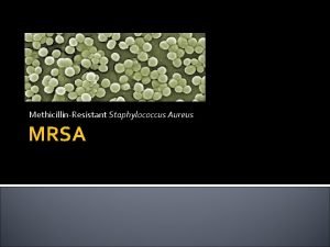 MethicillinResistant Staphylococcus Aureus MRSA Staphylococcus aureus Bacteria that
