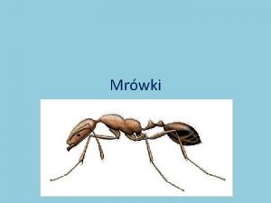 Mrwki Zdjcia Budowa ciaa mrwek Mrwkowate Formicidae rodzina