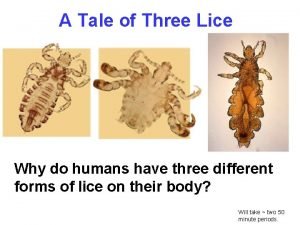 Body lice pictures