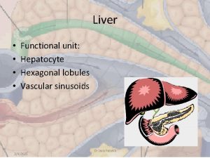 Liver Functional unit Hepatocyte Hexagonal lobules Vascular sinusoids