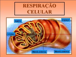 RESPIRAO CELULAR espao matriz cristas Memb interna Memb