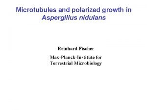 Microtubules and polarized growth in Aspergillus nidulans Reinhard