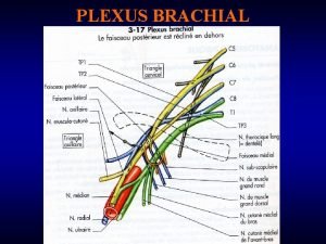 PLEXUS BRACHIAL PLEXUS BRACHIAL branches antrieures des 4