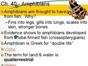 Amphibians are thought to have evolved from