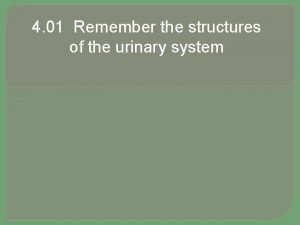 4 01 Remember the structures of the urinary