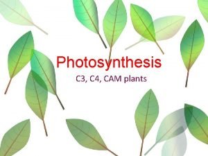 Cam photosynthesis definition