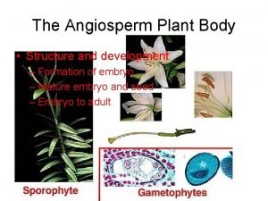 Plant body of angiosperms