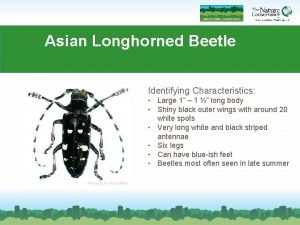 Asian longhorned beetle