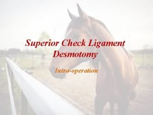 Superior check ligament desmotomy