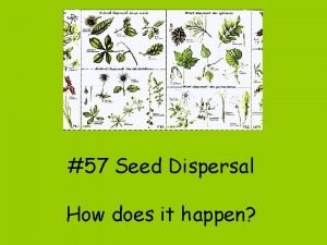 How does seed dispersal happen