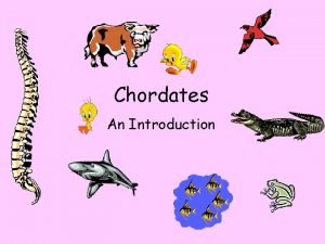 Animalia kingdom chordates and vertebrates
