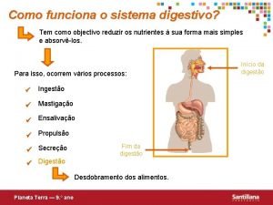 Como funciona o sistema digestivo Tem como objectivo