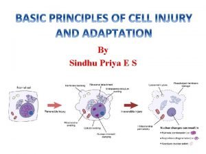 By Sindhu Priya E S Physiology Physis means