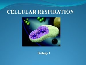 CELLULAR RESPIRATION Biology I INTRODUCTION TO CELLULAR RESPIRATION