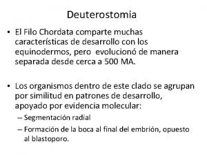 Deuterostomia El Filo Chordata comparte muchas caractersticas de