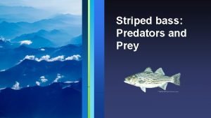 Striped bass predators