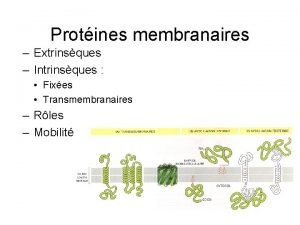 Protines membranaires Extrinsques Intrinsques Fixes Transmembranaires Rles Mobilit