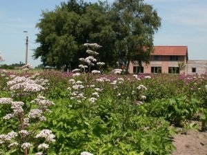 Doelstelling van het project De promotie van de