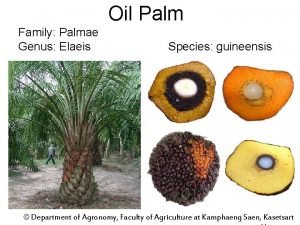 Family name of oil palm