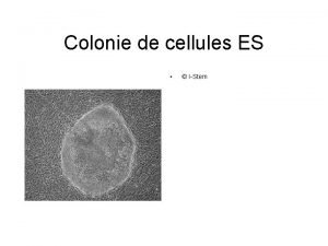 Colonie de cellules ES IStem Thrapie gnique IStem