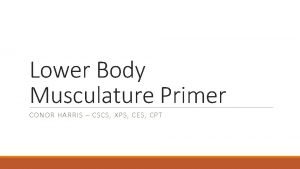 Lower Body Musculature Primer CONOR HARRIS CSCS XPS
