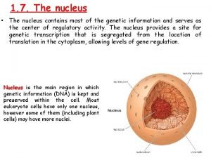 1 7 The nucleus The nucleus contains most