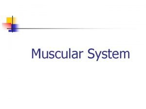 Muscular System COPY THIS ENTIRE SLIDE IN YOUR