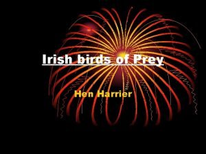 Irish birds of Prey Hen Harrier Hen Harrier