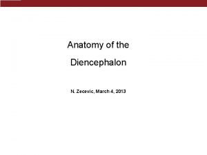 Anatomy of the Diencephalon Thalamus T N Zecevic