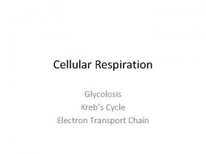 Cellular Respiration Glycolosis Krebs Cycle Electron Transport Chain