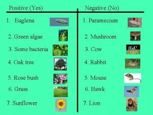 Positive Yes 1 Euglena Negative No 1 Paramecium