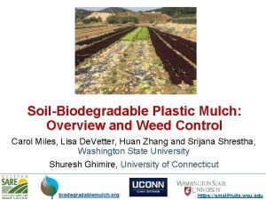 SoilBiodegradable Plastic Mulch Overview and Weed Control Carol