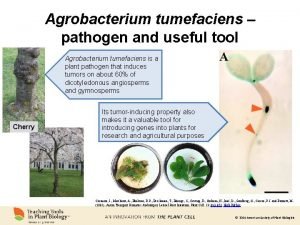 Agrobacterium tumefaciens pathogen and useful tool Agrobacterium tumefaciens