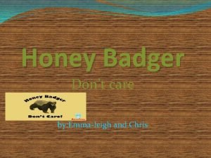 Honey badger endangered