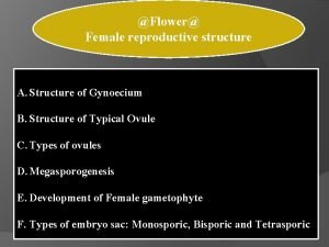Gynoecium female reproductive part
