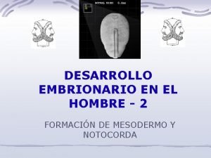 DESARROLLO EMBRIONARIO EN EL HOMBRE 2 FORMACIN DE