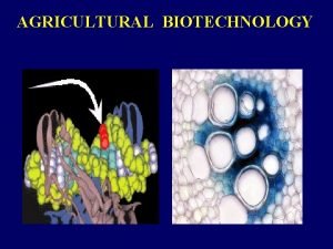 AGRICULTURAL BIOTECHNOLOGY Biotechnology A collection of technologies Stages