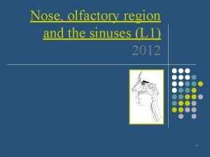 Nose olfactory region and the sinuses L 1