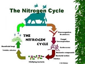 Nitrogen cycle vocabulary