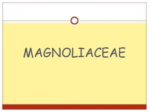 MAGNOLIACEAE Magnoliaceae Liriodendron Michelia MAGNOLIACEAE Ciri ciri dari