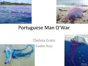 Portuguese Man OWar Chelsea Evans Evelin Ruiz Table